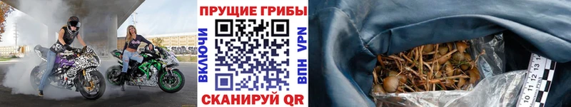Купить где  Артёмовск  Псилоцибиновые грибы мицелий 